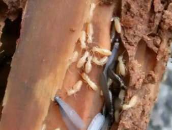 阳泉市白蚁防治公司分享装修防虫必修课：全屋白蚁预防，筑牢家居长期防护屏障